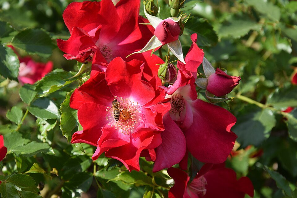 Rosa Kordesii hybride Dortmund rozenstruik met felrode bloemen en groen blad.