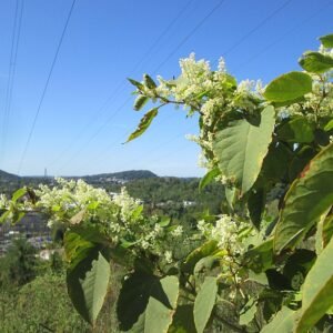 Reynoutria ×bohemica plant op kleigrond in schaduwrijke winterharde omgeving.