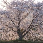Prunus ×yedoensis bloesemboom in volle bloei met witte bloemen.