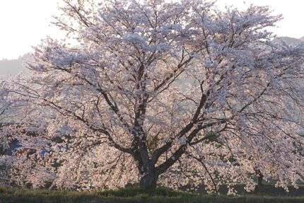 Prunus ×yedoensis bloesemboom in volle bloei met witte bloemen.