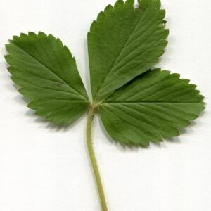 Wilde aardbeienplant met rode vruchten op kleigrond in schaduw.