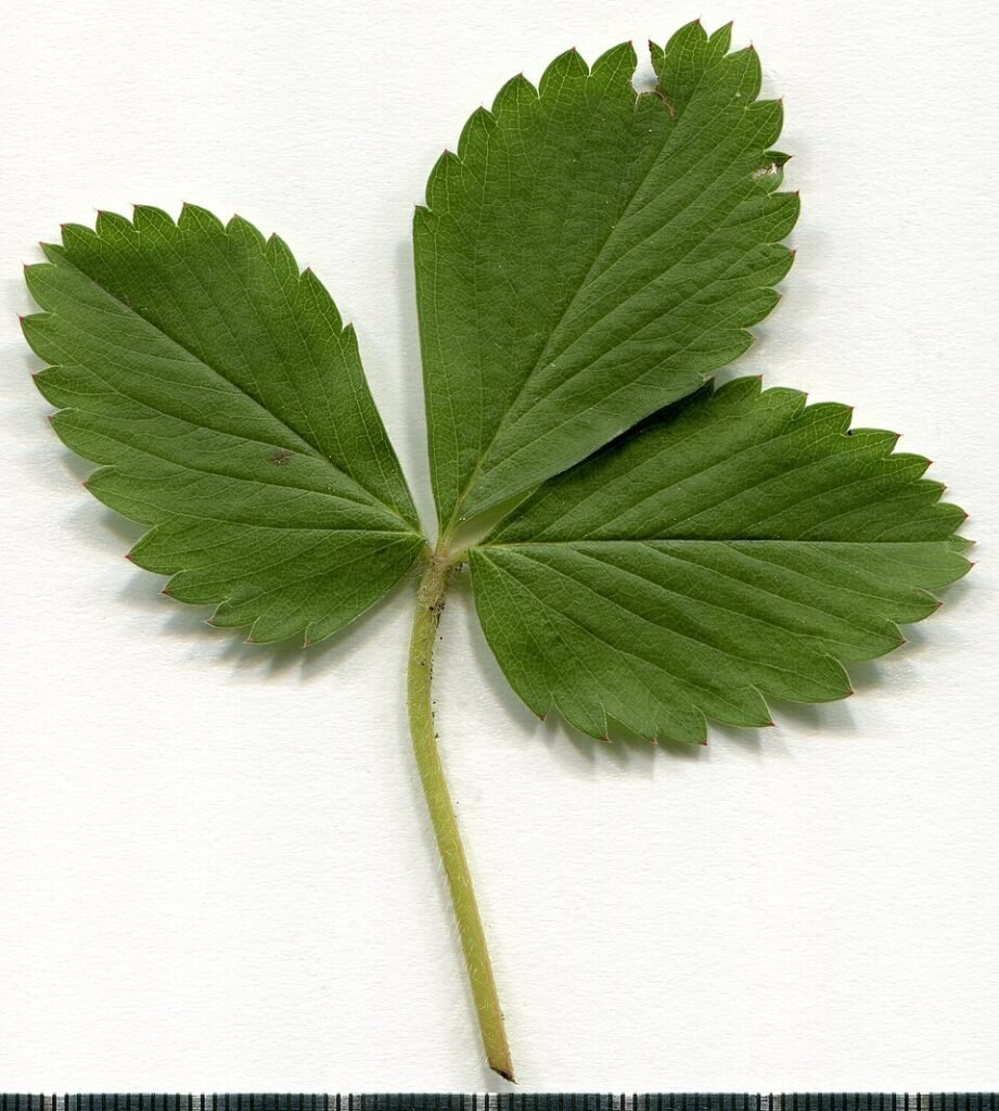 Wilde aardbeienplant met rode vruchten op kleigrond in schaduw.