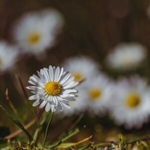 Bellis perennis bloem in close-up, wit met geel hartje.