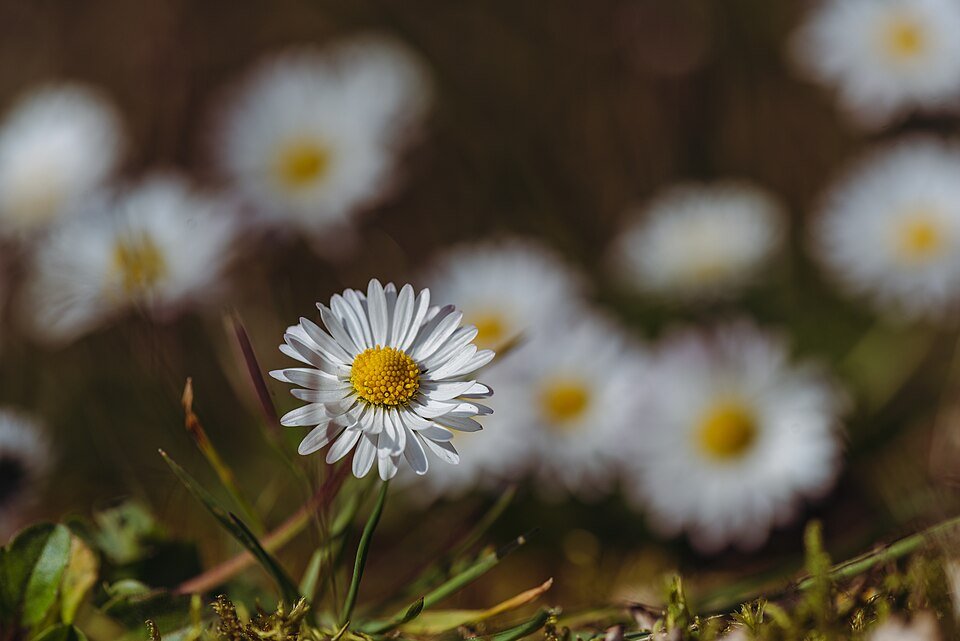 Bellis perennis bloem in close-up, wit met geel hartje.