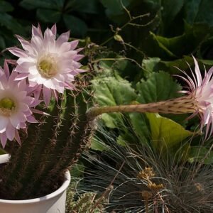 Echinopsis oxygona cactus met levendige roze bloemen en groene stekelige stelen.