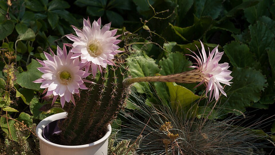 Echinopsis oxygona cactus met levendige roze bloemen en groene stekelige stelen.