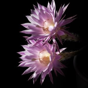 Echinopsis Oxygona cactus bloem met paarse tinten en stekelige groene steel.