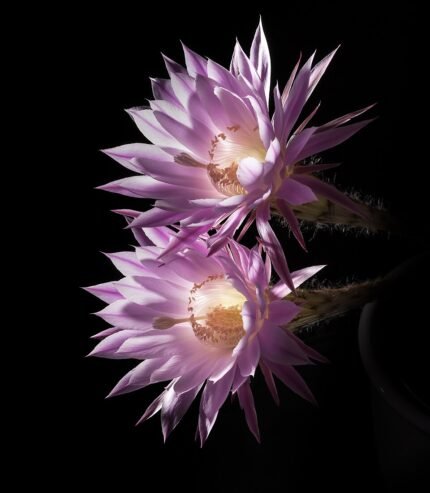 Echinopsis Oxygona cactus bloem met paarse tinten en stekelige groene steel.