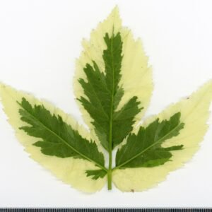 Zevenblad plant met groene bladeren en bloemen in herbariumstijl.