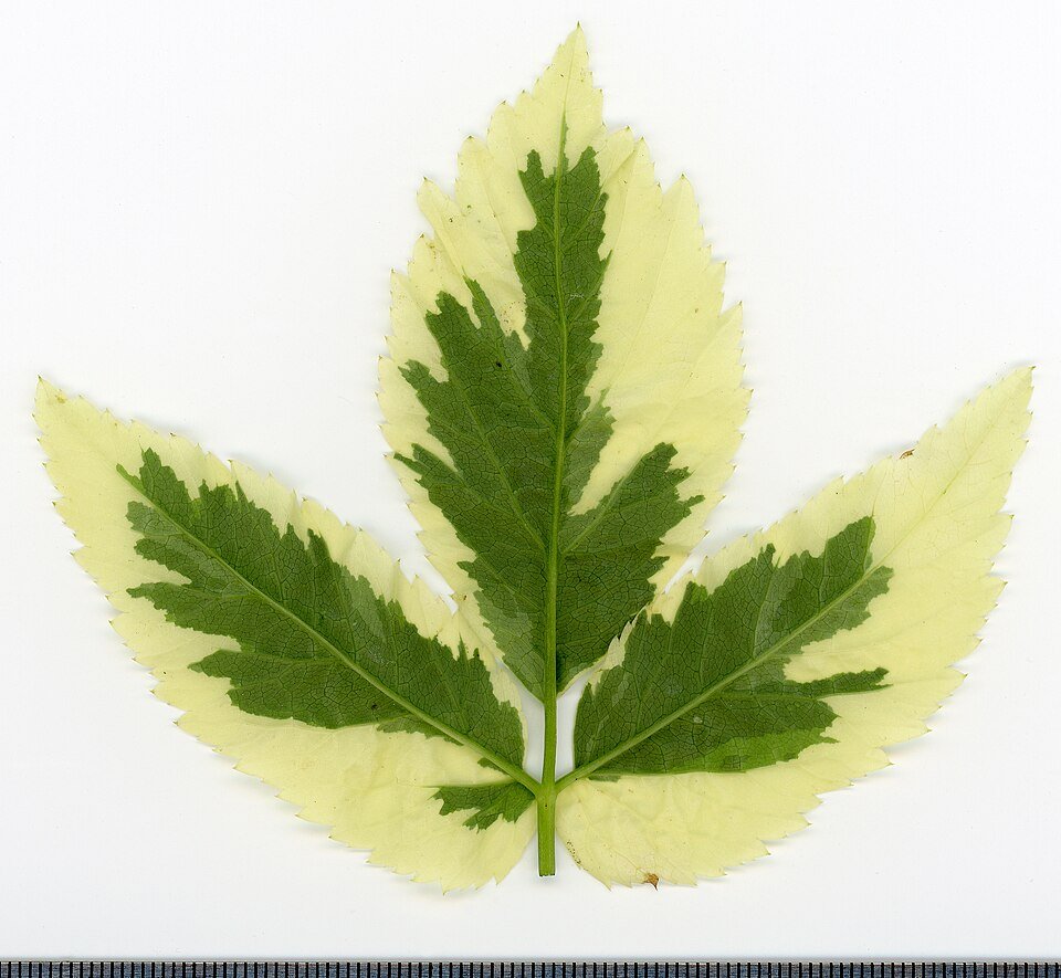 Zevenblad plant met groene bladeren en bloemen in herbariumstijl.