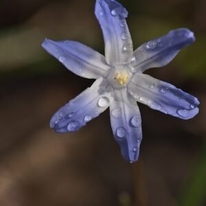Blauwe Chionodoxa bloemen op kleigrond.
