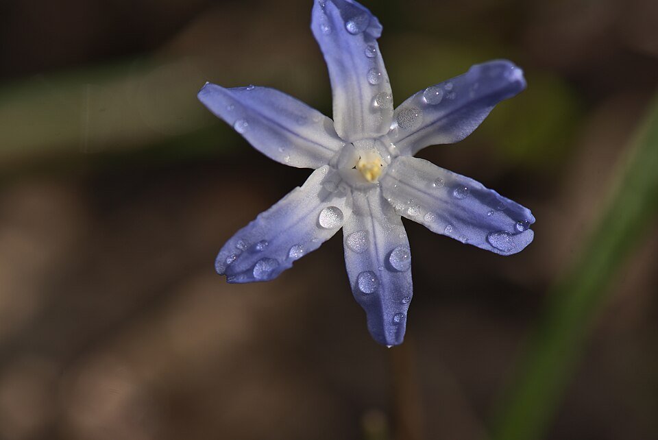 Blauwe Chionodoxa bloemen op kleigrond.