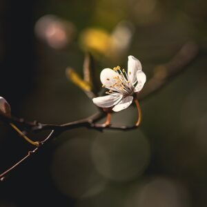 Prunus cerasifera boom in bloei, winterharde Kerspruim.