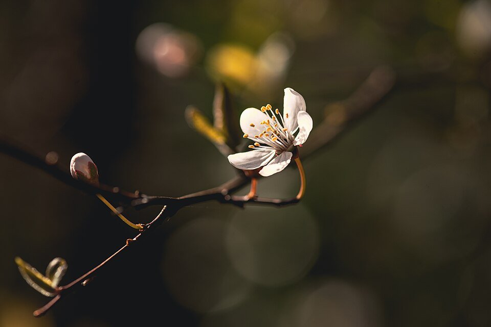 Prunus cerasifera boom in bloei, winterharde Kerspruim.