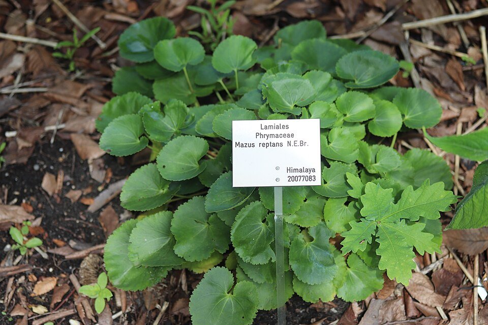 Paarse en witte Mazus miquelii bloemen in Hortus Botanicus Leiden.