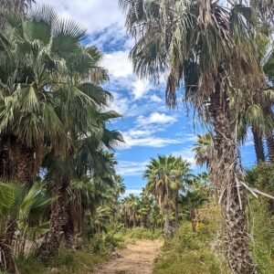 Washingtonia robusta palmboom in Las Flores, Todos Santos, Baja California Sur, Mexico.