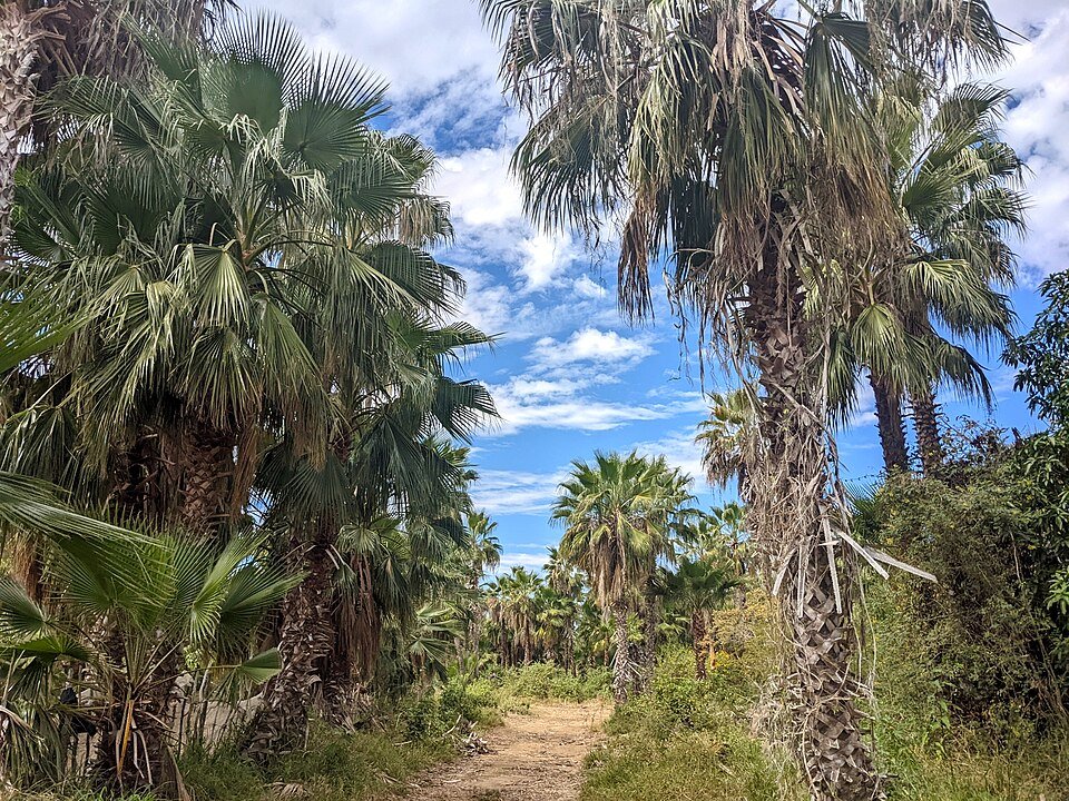 Washingtonia robusta palmboom in Las Flores, Todos Santos, Baja California Sur, Mexico.