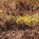 Sedum acre plant in bloeiende tuin.