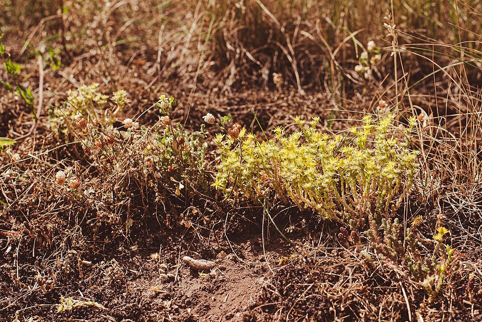 Sedum acre plant in bloeiende tuin.