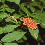 Rode trosvlier plant met rode bessen en groen blad.