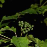 Winterhard Cornus sanguinea struik met rode takken.
