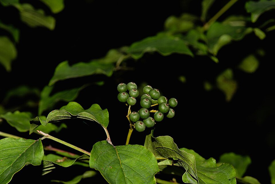 Winterhard Cornus sanguinea struik met rode takken.