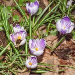 Paarse Bonte Krokus bloem in close-up.