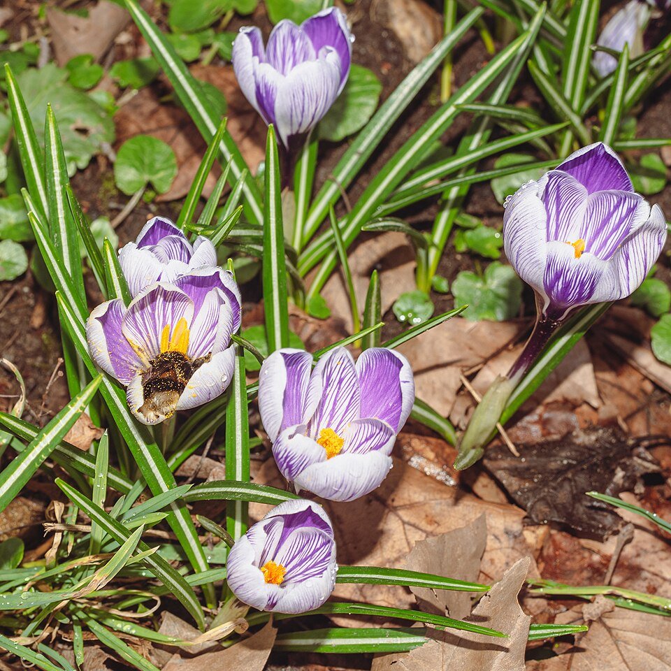 Paarse Bonte Krokus bloem in close-up.