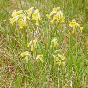 Gulden sleutelbloem bloemen met heldere gele bloemblaadjes in schaduwrijke setting.