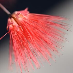 Bloeiende cactussen en succulenten in woestijntuin bij Desert Botanical Garden.