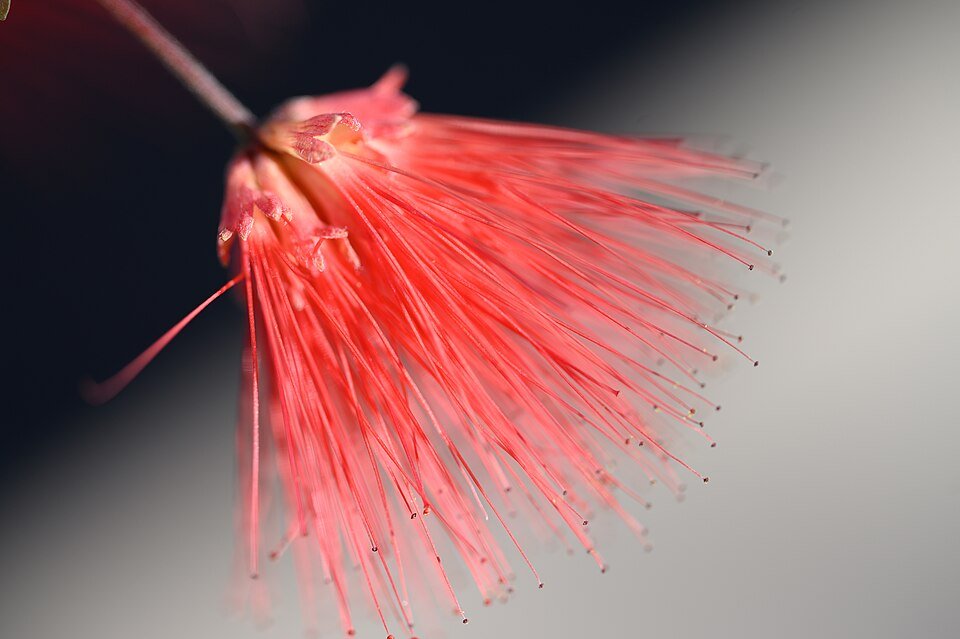 Bloeiende cactussen en succulenten in woestijntuin bij Desert Botanical Garden.