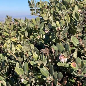 Arctostaphylos morroensis plant met groene bladeren en kleine witte bloemen.