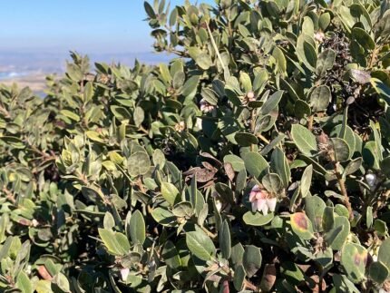 Arctostaphylos morroensis plant met groene bladeren en kleine witte bloemen.