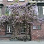 Bloeiende Wisteria floribunda plant in zonnige omgeving.