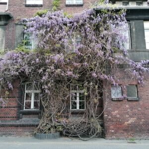 Bloeiende Wisteria floribunda plant in zonnige omgeving.