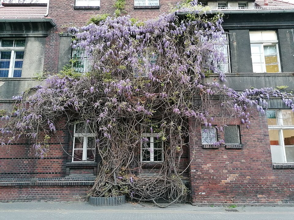 Bloeiende Wisteria floribunda plant in zonnige omgeving.