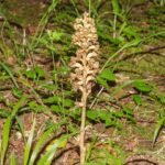 Orchidee met unieke bloemstructuur en groene bladeren tegen neutrale achtergrond.