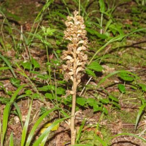 Orchidee met unieke bloemstructuur en groene bladeren tegen neutrale achtergrond.