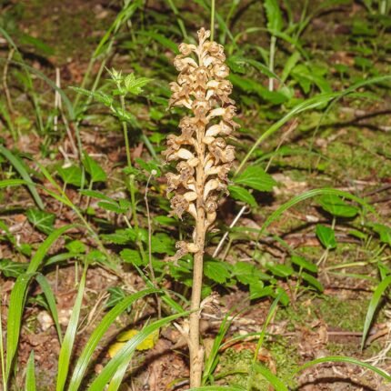 Orchidee met unieke bloemstructuur en groene bladeren tegen neutrale achtergrond.