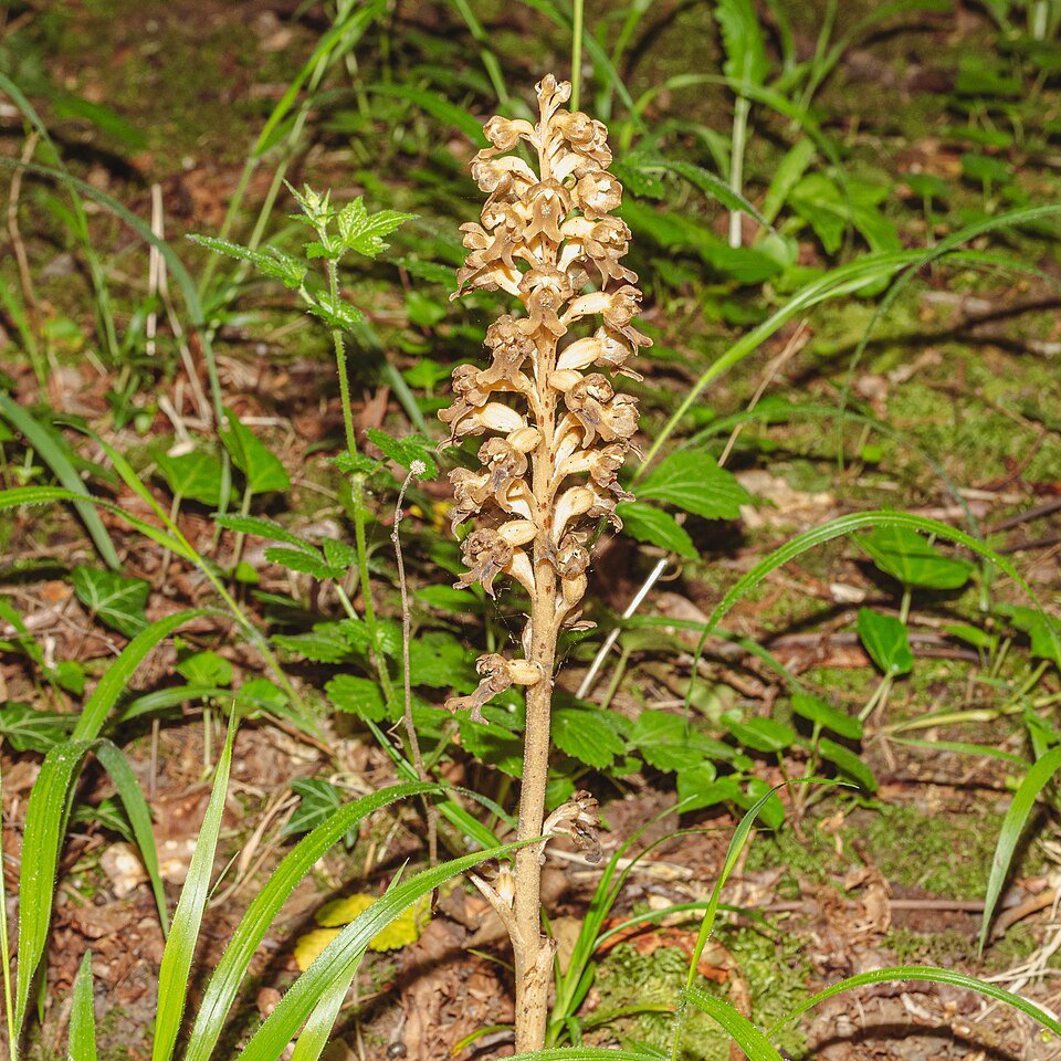 Orchidee met unieke bloemstructuur en groene bladeren tegen neutrale achtergrond.