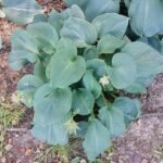 Hosta sieboldiana plant in Japanse tuinsetting.