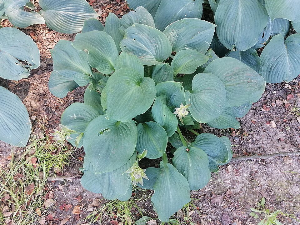 Hosta sieboldiana plant in Japanse tuinsetting.