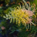Grevillea 'Peaches and Cream' bloem in perzik- en crèmekleuren tegen groene bladeren.