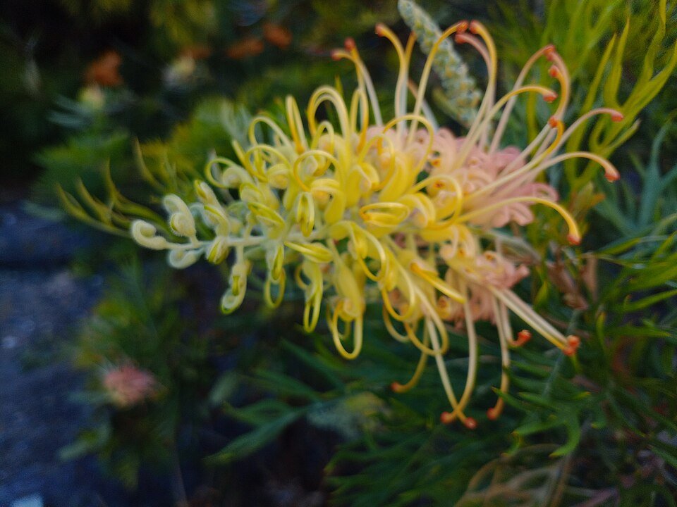 Grevillea 'Peaches and Cream' bloem in perzik- en crèmekleuren tegen groene bladeren.