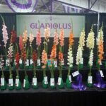 Prachtige Gladiolus bloem op kleigrond, winterhard.
