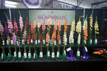 Prachtige Gladiolus bloem op kleigrond, winterhard.