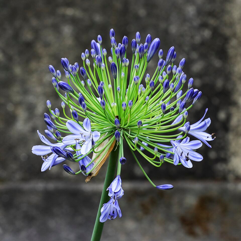 Afrikaanse lelie bloemen in Alameda de Santiago de Compostela.