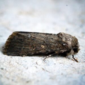 Donkere gemarmerde wilgbladroller met winterhard attribuut.