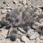 Haageocereus fascicularis cactus met stekelige groene stelen in bloempot.