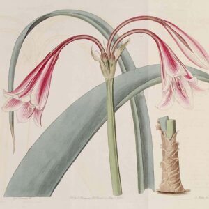 Crinum bulbispermum bloem in bloei, roze en wit.